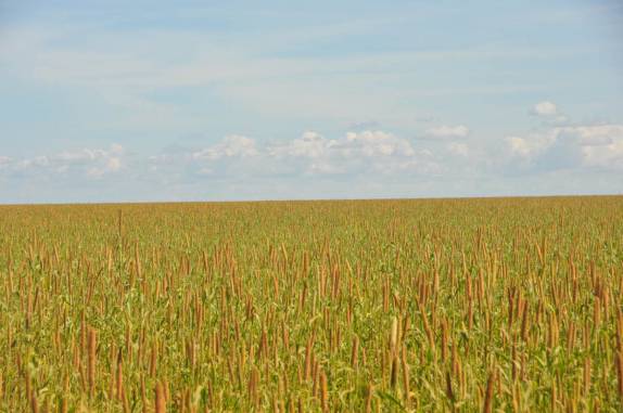 Plantação de soja à perder de vista, na estrada para Lizarda, região de Alto Parnaíba - MA